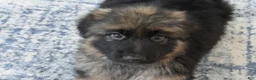 German Shepherd dogs for sale: German Shepherd Long Haired Female - Ad 3