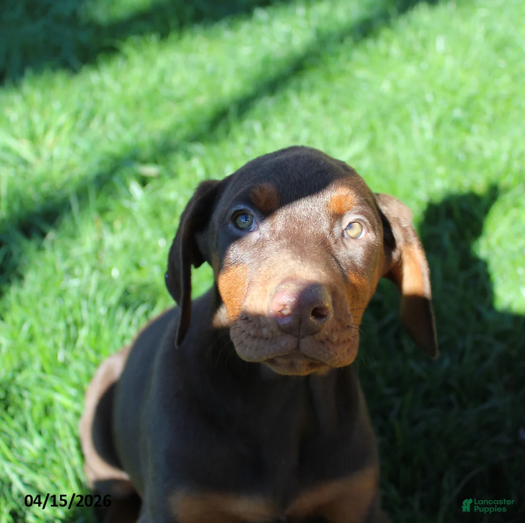 Doberman Pinscher dogs for sale: Cherry - Ad 2