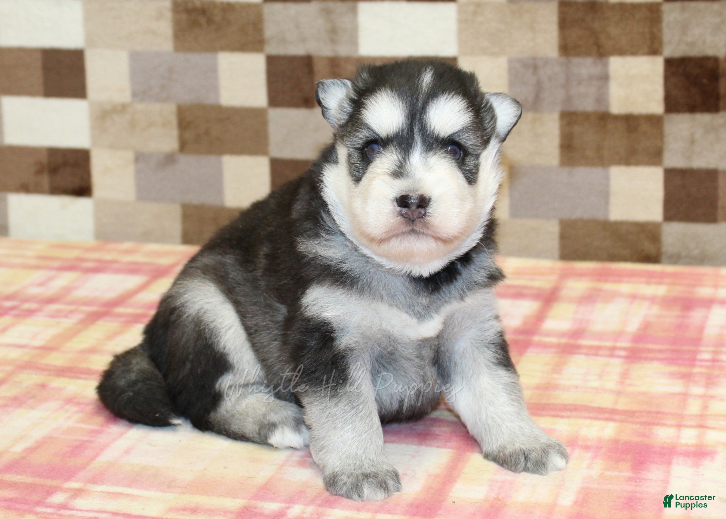Pomsky dogs for sale: Max - Ad 1