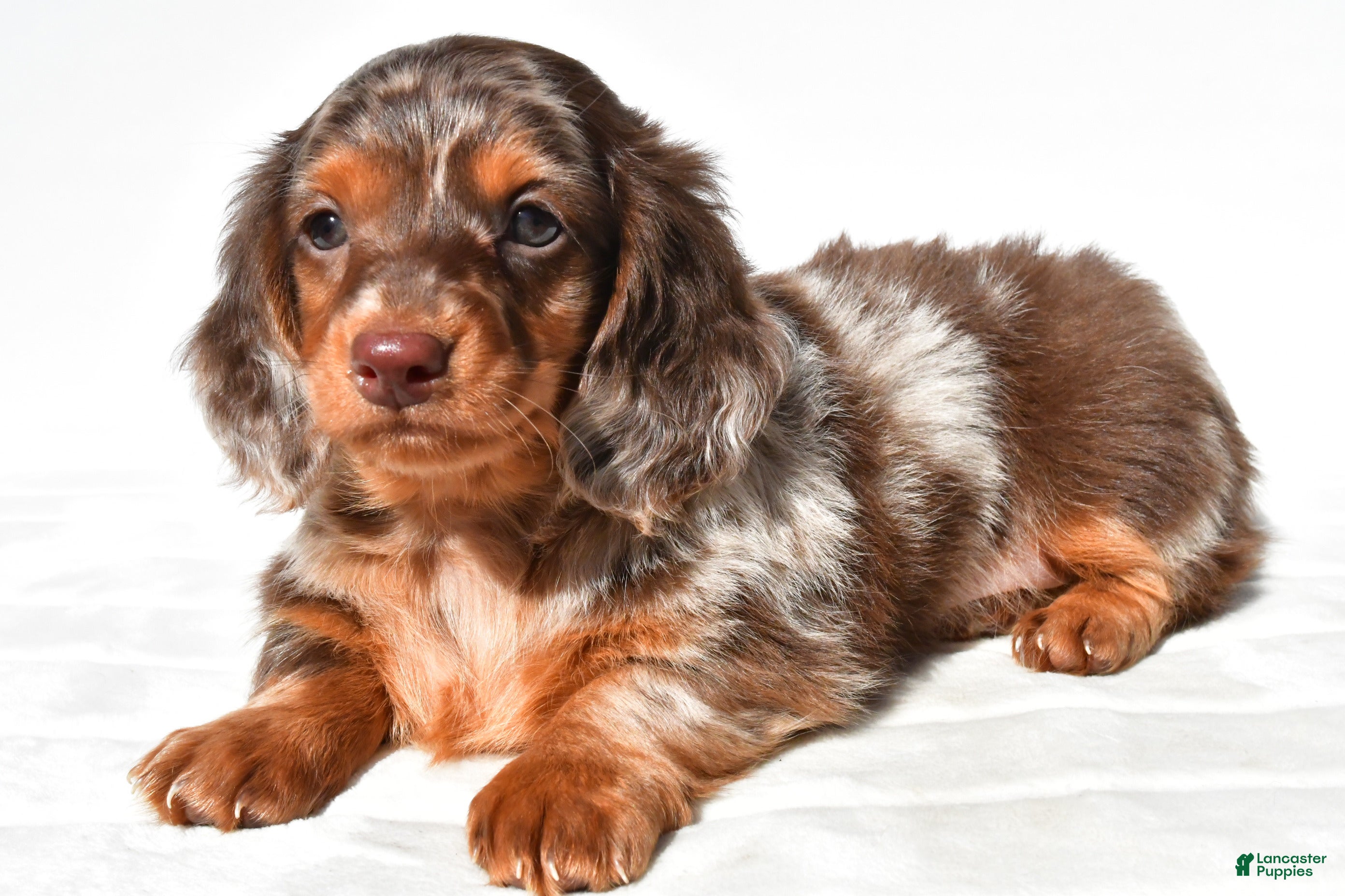 Dachshund dogs Toby - Ad 2