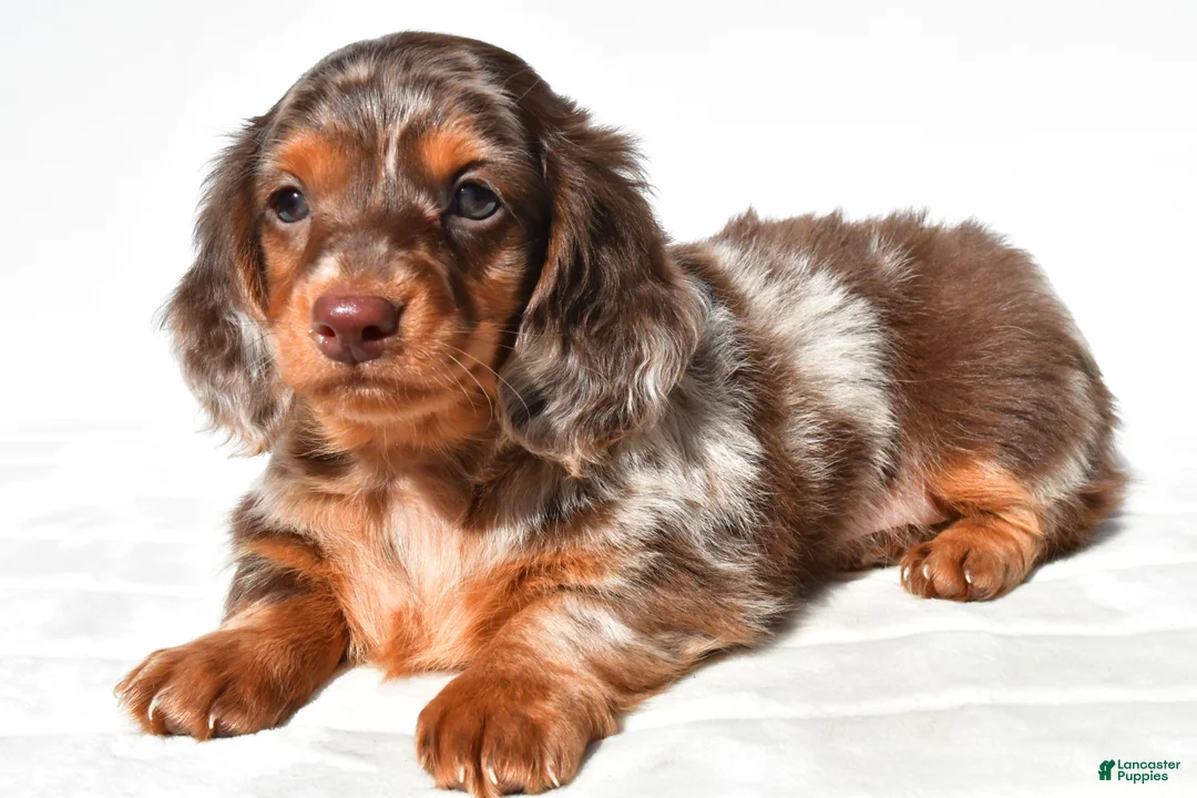 Dachshund dogs for sale: Toby - Ad 2