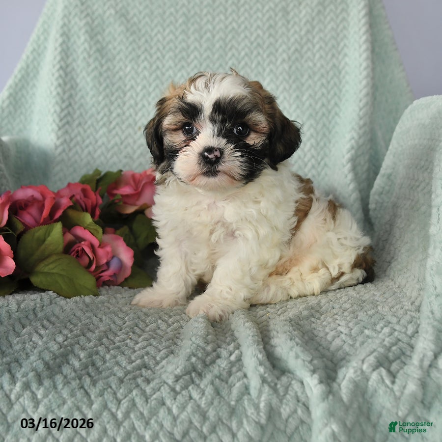 Teddy Bear dogs Jose - Ad 1