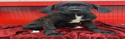 Cane Corso dogs for sale: Cane Corso Puppy 1 - Ad 1
