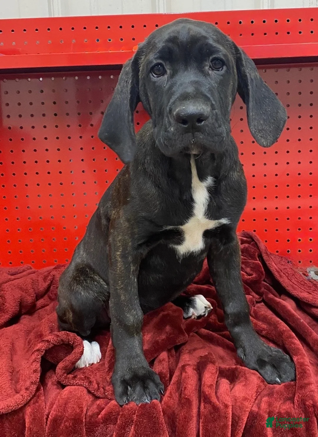 Cane Corso dogs for sale: Cane Corso Puppy 1 - Ad 1