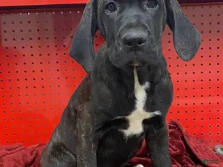 Cane Corso dogs Cane Corso Puppy 1 - Ad 16