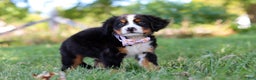 Bernese Mountain Dog dogs for sale: Oakley  - Ad 8