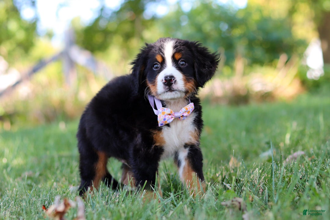 Bernese Mountain Dog dogs for sale: Oakley  - Ad 8