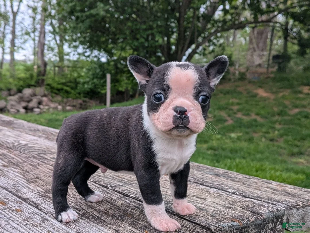 Boston Terrier dogs for sale: Peanut - Ad 2