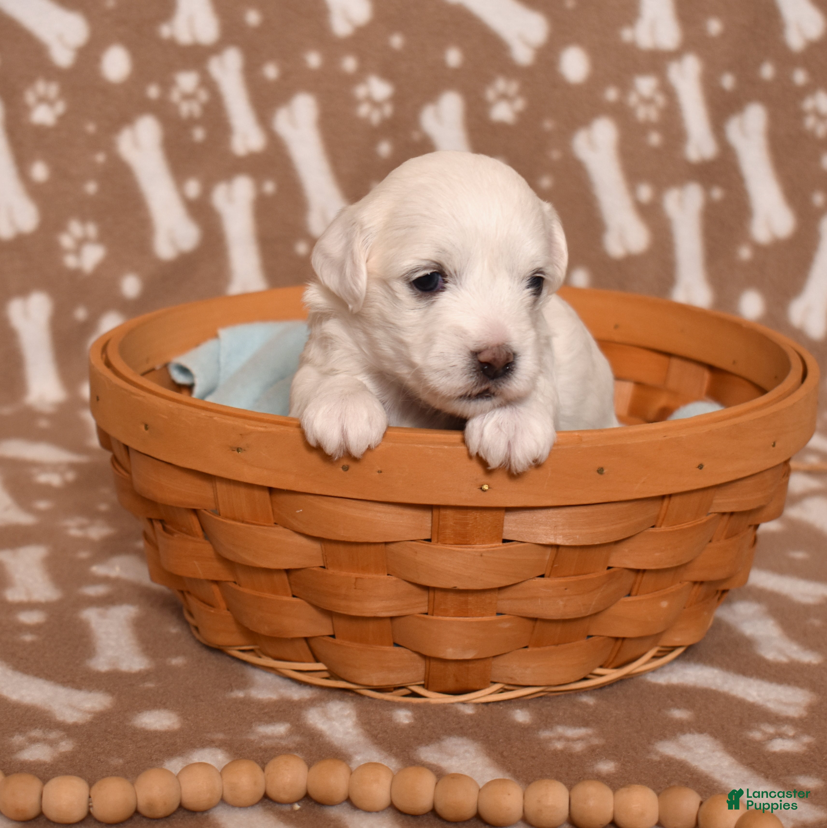 Coton De Tulear dogs Angel - Ad 1