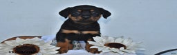 Rottweiler dogs for sale: Mya - Ad 2