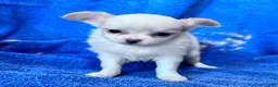 Chihuahua dogs for sale: Fancy - Female White and Cream Long Haired Chihuahua Puppy - Ad 4