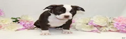 American Bully dogs for sale: American Bully female - Ad 5