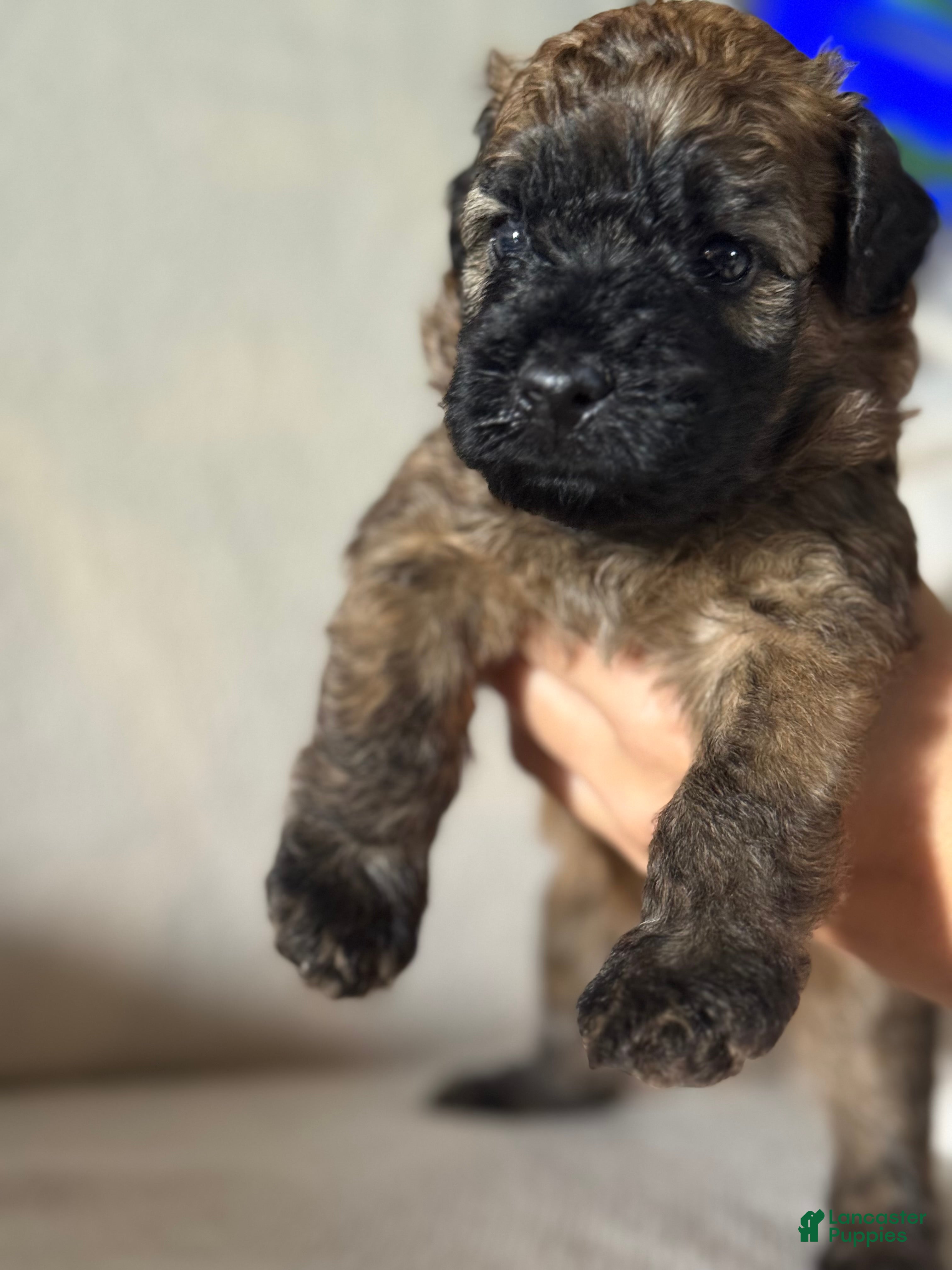 Mixed Breed dogs Pink collar girl  - Ad 1