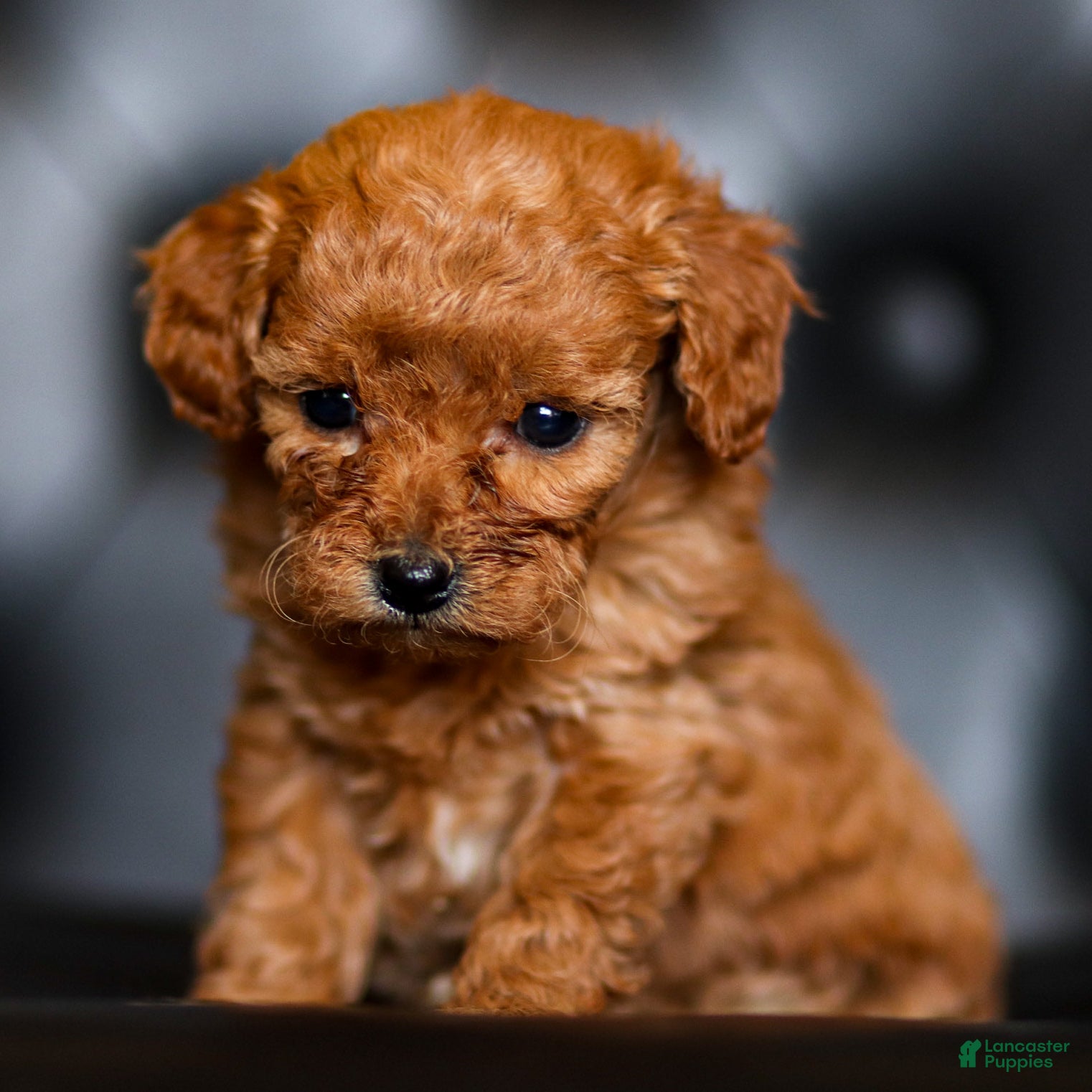 Goldendoodle dogs Florence  - Ad 1