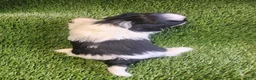 Shih Tzu dogs for sale: Shih Tzu 2 - Ad 2