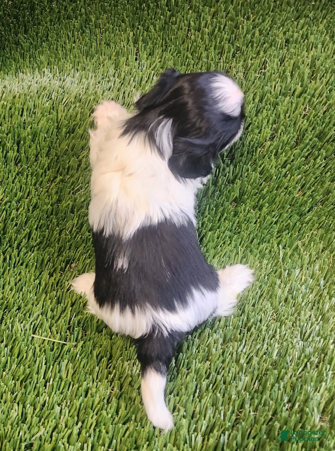 Shih Tzu dogs for sale: Shih Tzu 2 - Ad 2