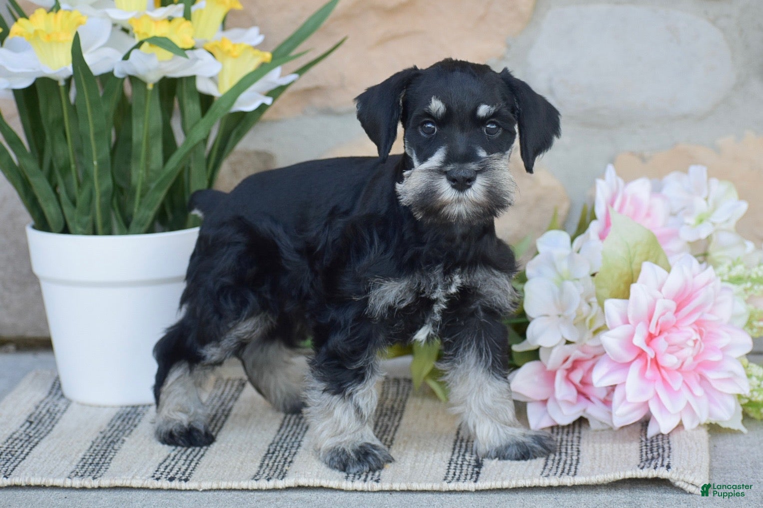 Miniature Schnauzer dogs Tucker - Ad 1