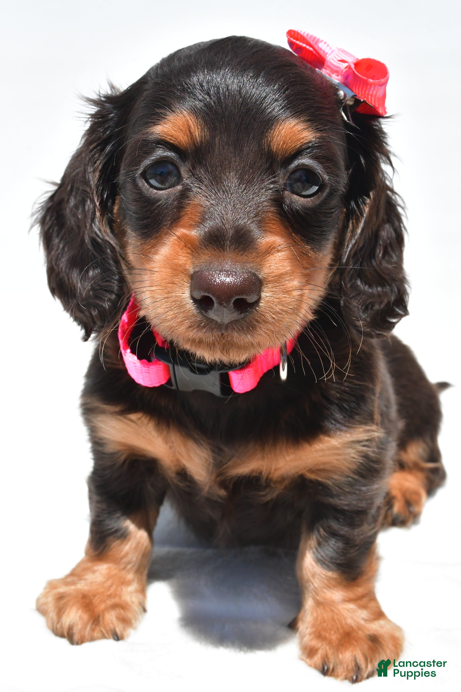 Miniature Dachshund dogs Alice - Ad 2