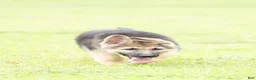 German Shepherd dogs for sale: German Shepherd Puppy 1 - Ad 2