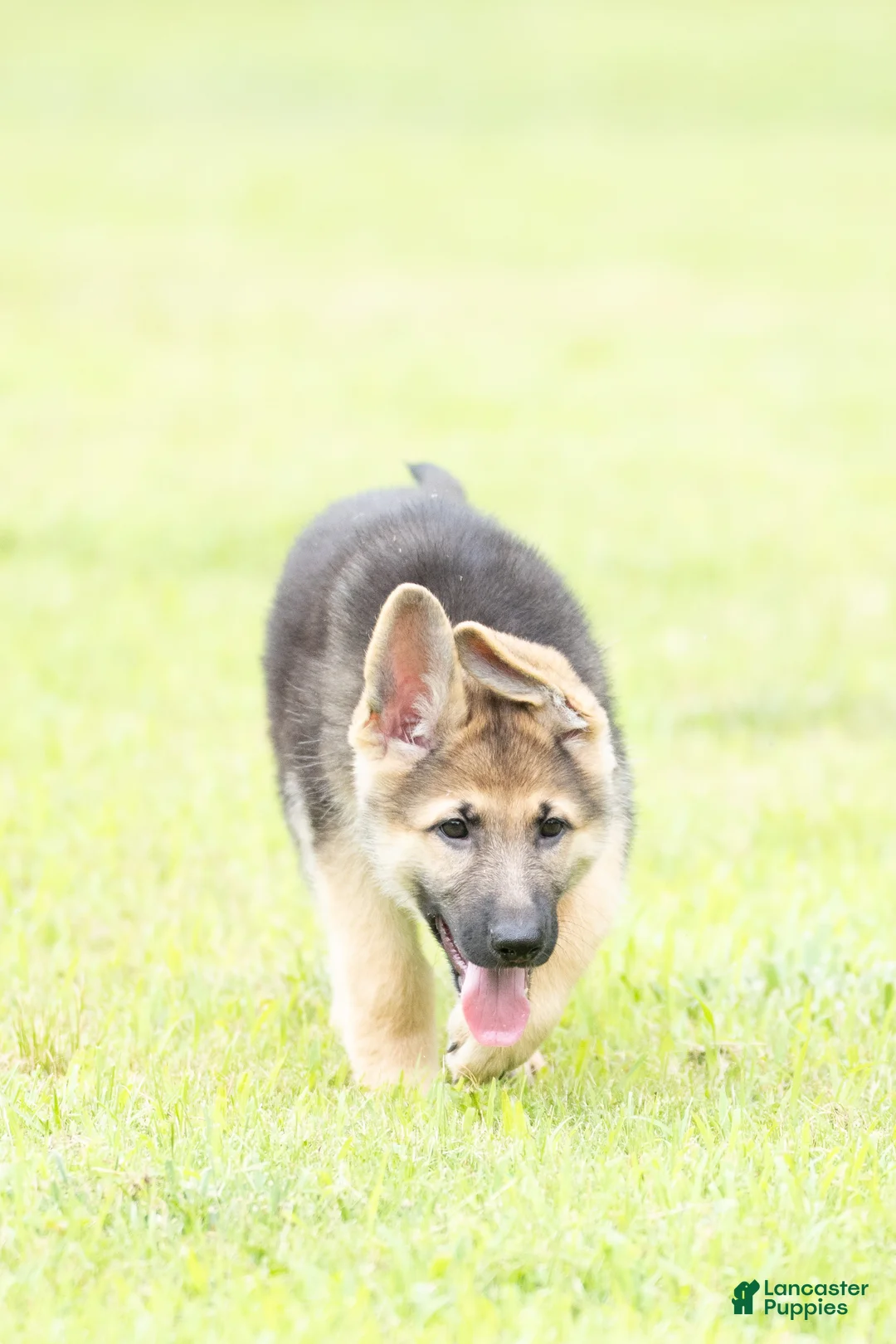 German Shepherd dogs for sale: German Shepherd Puppy 1 - Ad 2