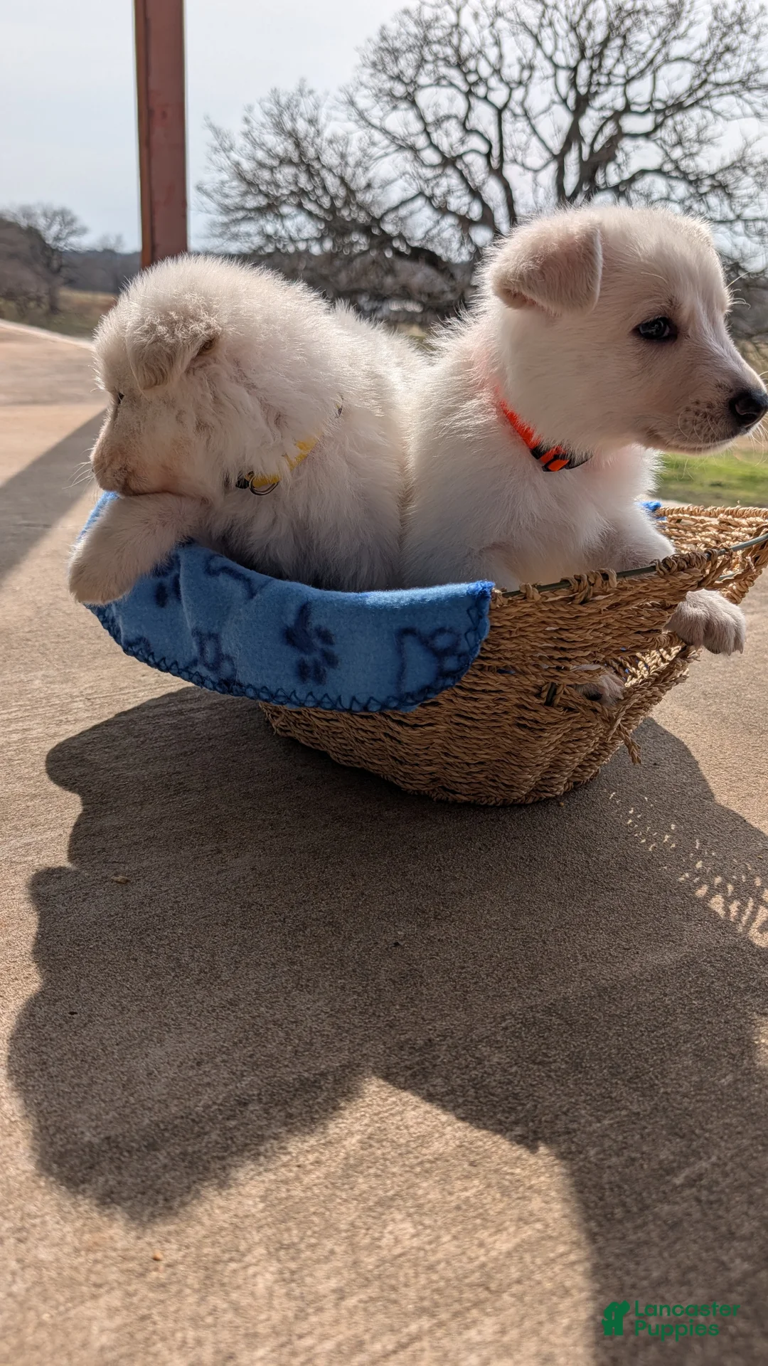 German Shepherd dogs for sale: Denali - Ad 3