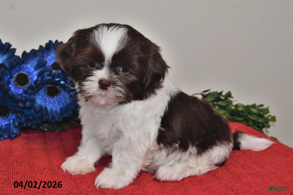 Shih Tzu dogs Ace - Ad 1