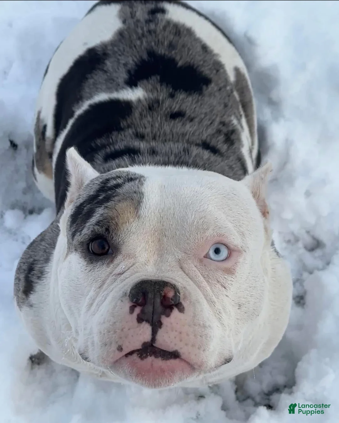 American Bully dogs for sale: Maybe - Ad 5