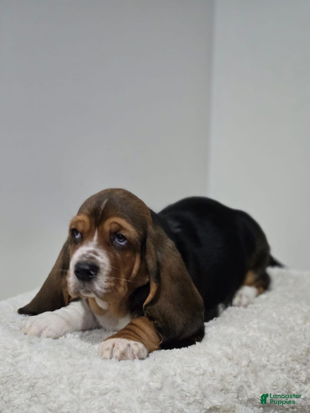 Basset Hound dogs for sale: Snoopy - Ad 3