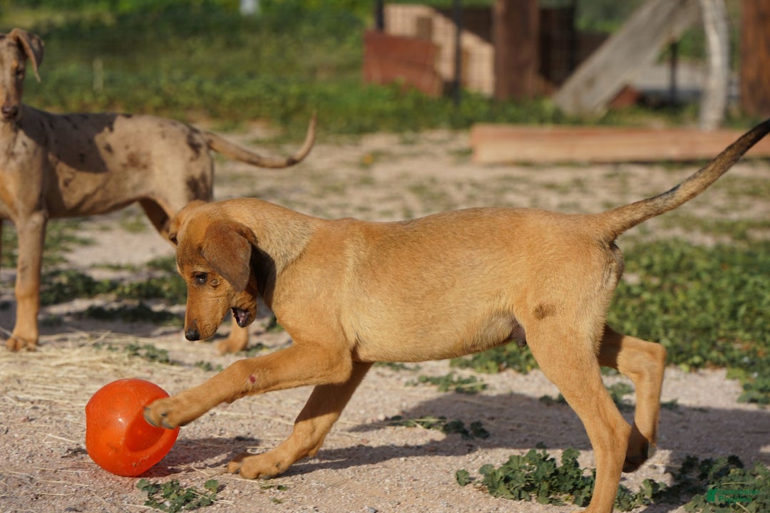 Mixed Breed dogs for sale: Fawnish Sable M RT - Ad 8