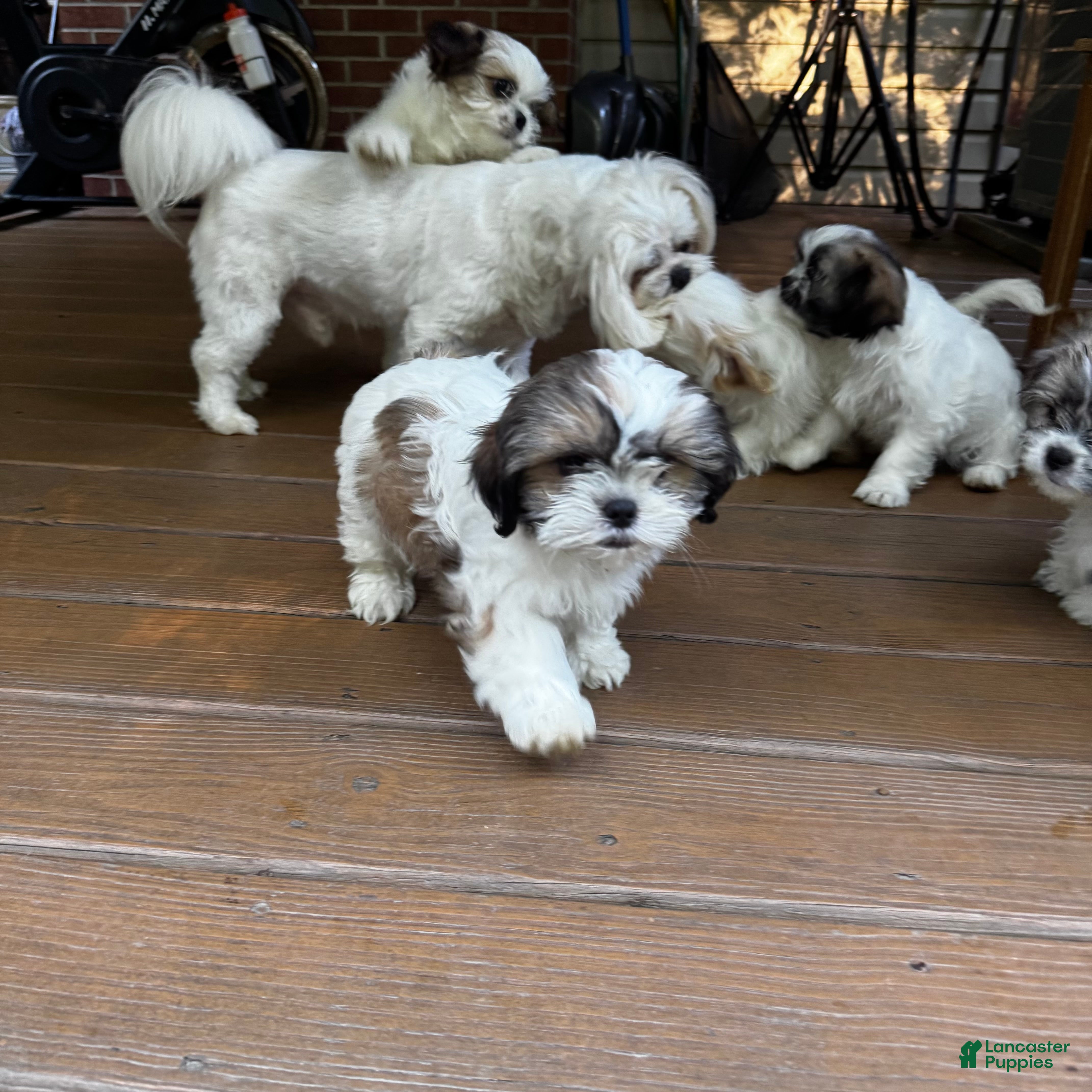Shih Tzu dogs for sale: Leon - Ad 4