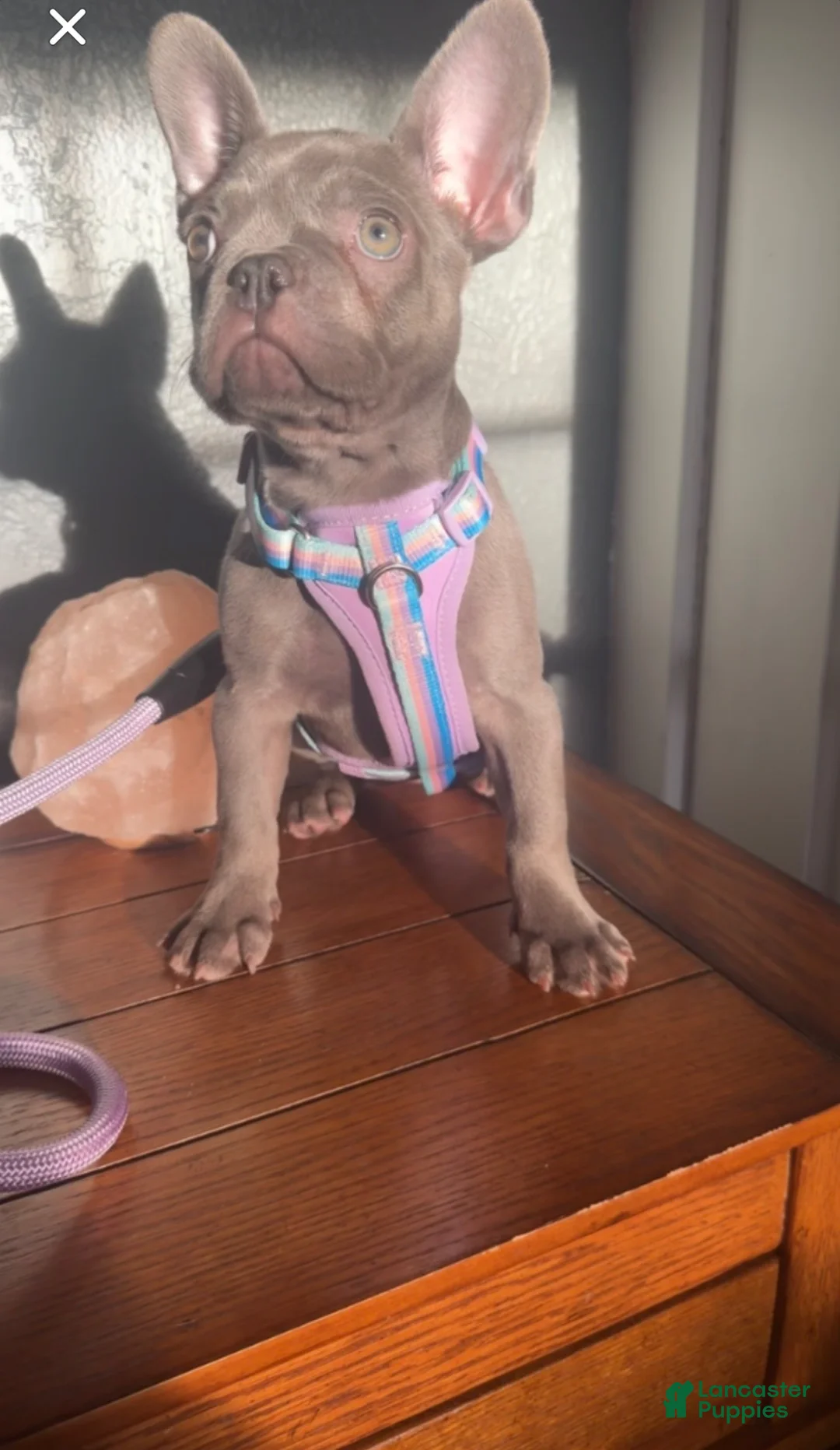 French Bulldog dogs for sale: French Bulldog  - Ad 2