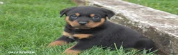 Rottweiler dogs for sale: Rambo - Ad 1