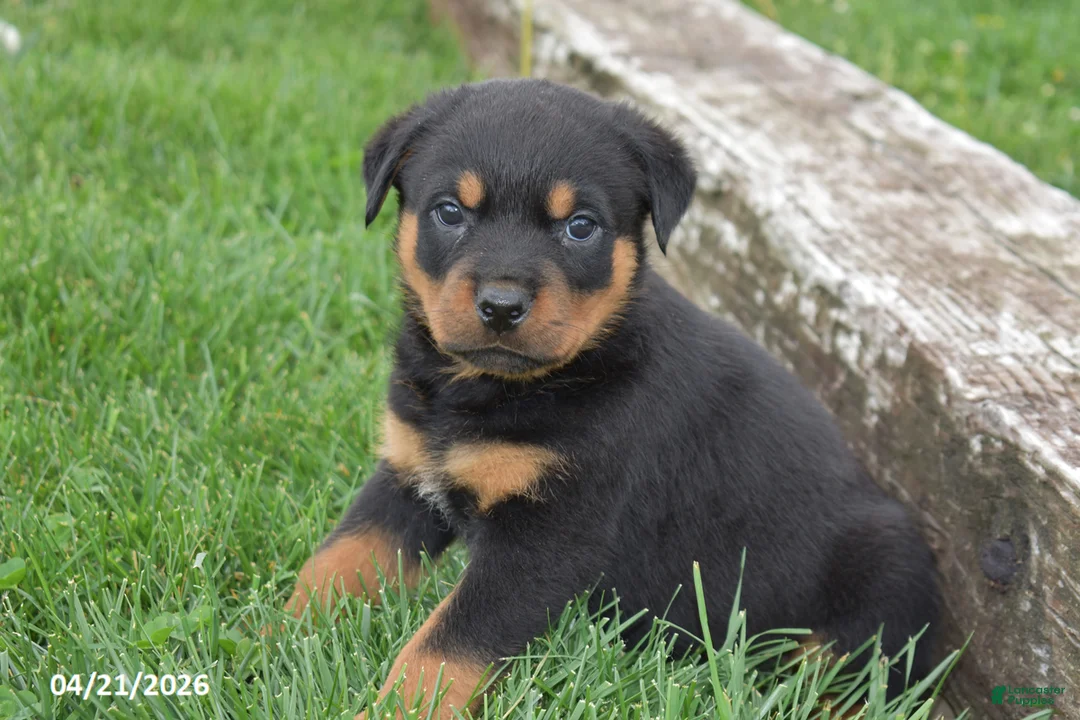 Rottweiler dogs for sale: Rambo - Ad 1