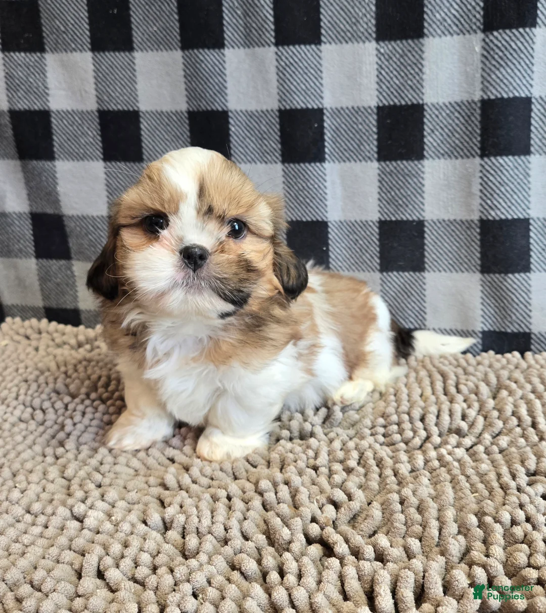 Shih Tzu dogs for sale: Simon - Ad 1