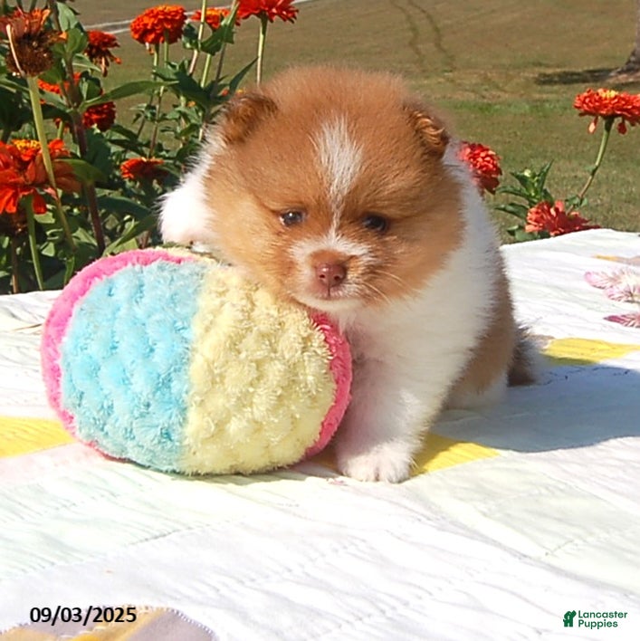 Pomeranian dogs Cameron - Ad 28