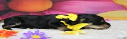 Schnoodle dogs for sale: Chardonnay  - Ad 4