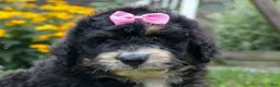 Bernedoodle dogs for sale:  Daisy🩷  - Ad 6