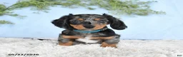Miniature Dachshund dogs for sale: Hickory - Ad 2