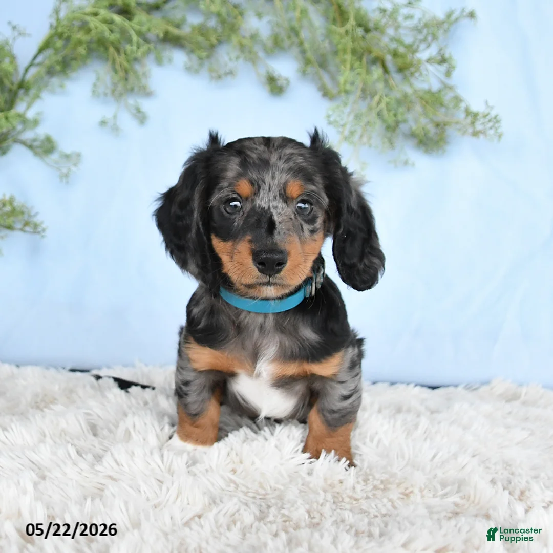 Miniature Dachshund dogs for sale: Hickory - Ad 2