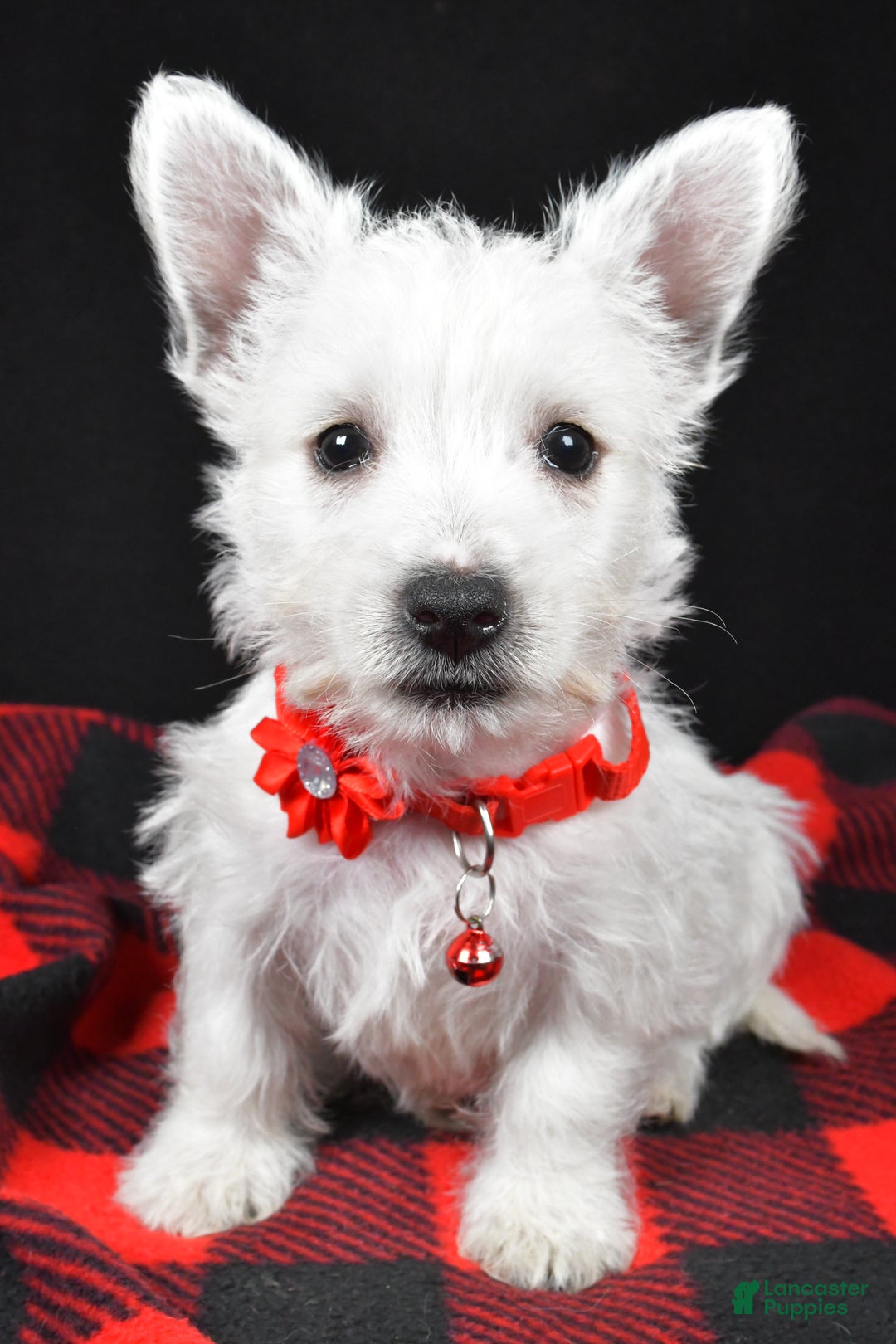 West Highland Terrier dogs for sale: Eva - Ad 6