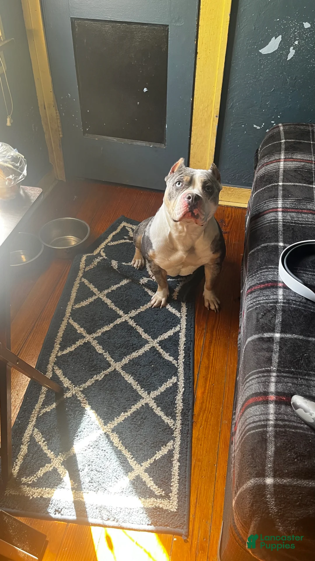 American Bully dogs for sale: American Bully Puppy 1 - Ad 4