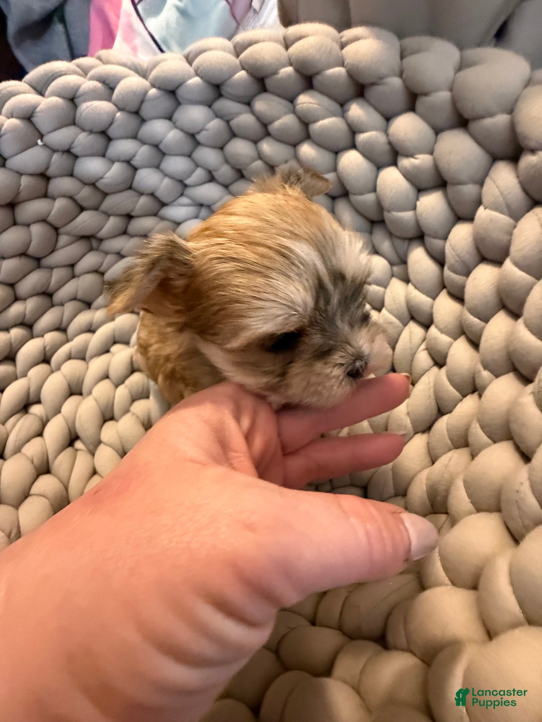 Morkie dogs for sale: TEACUP JOY  - Ad 8