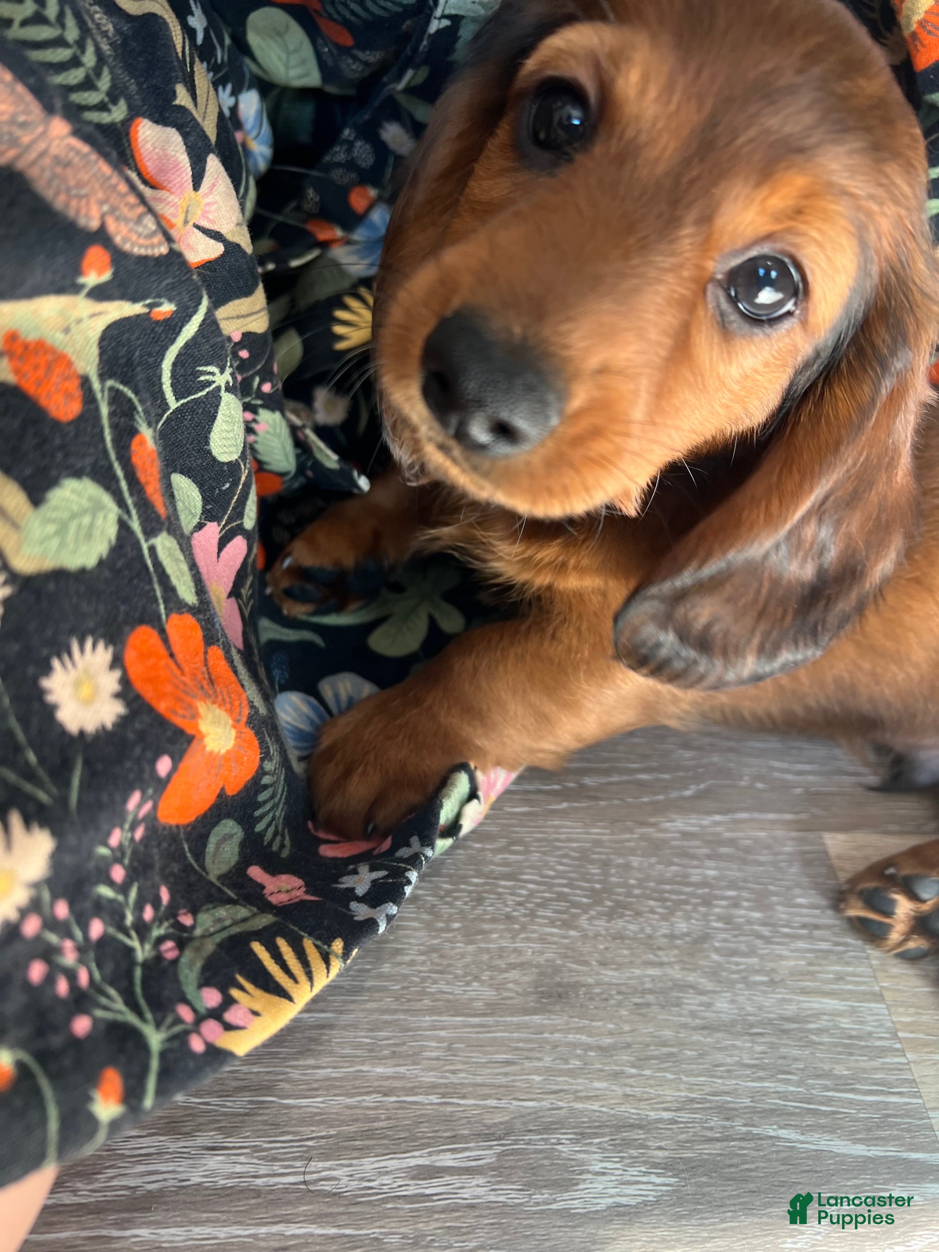 Miniature Dachshund dogs Russet - Ad 1