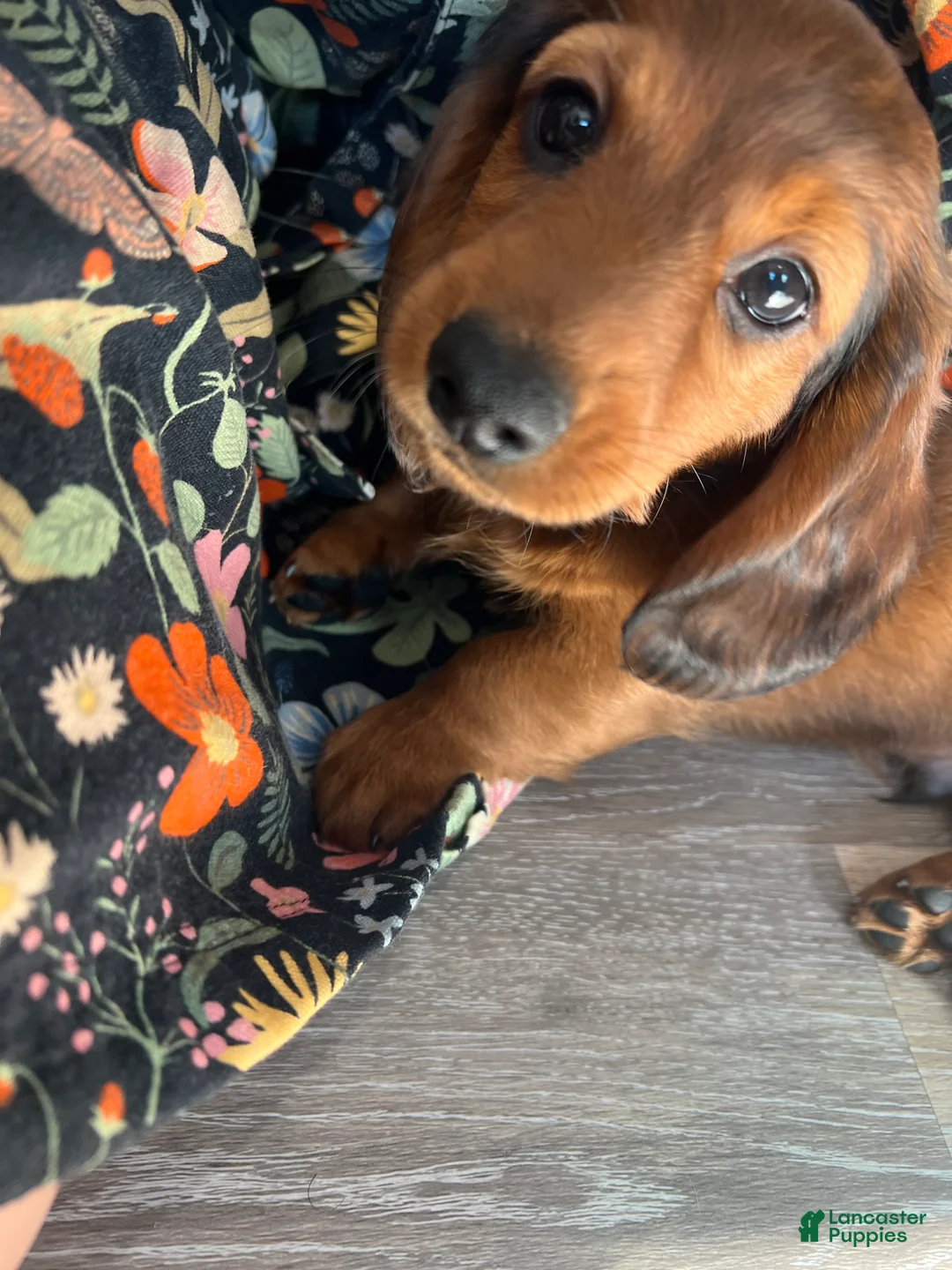 Miniature Dachshund dogs for sale: Russet - Ad 2