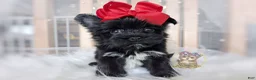 Morkie dogs for sale: Korean Te Kā - Ad 4