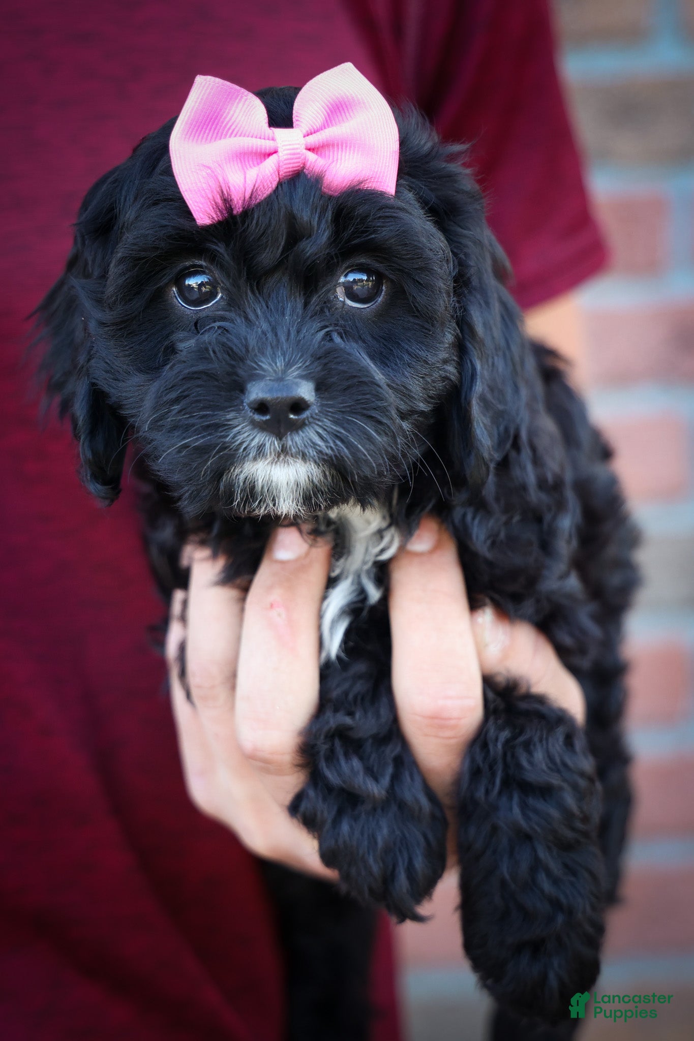 Cavapoo dogs BELLA - Ad 2