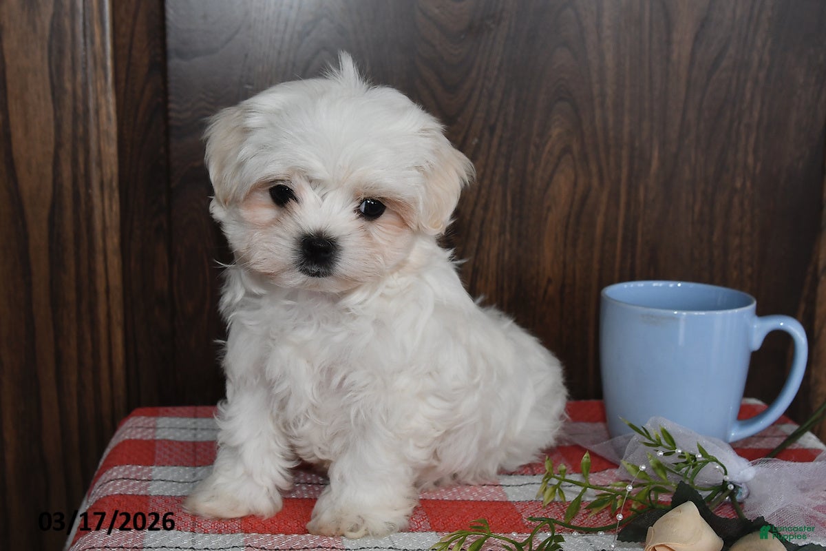 Maltese dogs Nate - Ad 1