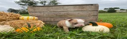 Boston Terrier dogs for sale: Maple - Ad 4