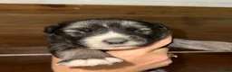 Gerberian Shepsky dogs for sale: Teeter - Ad 7