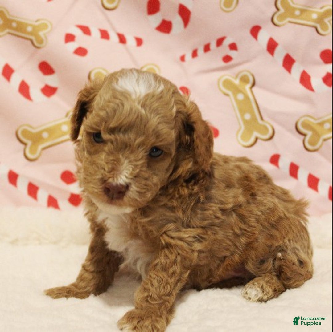 Toy Poodle dogs for sale: Star - Ad 1